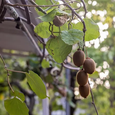 Apartment's Theodoros Lejlighed Kamena Vourla