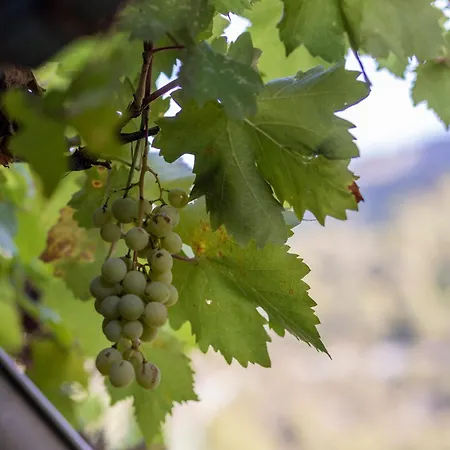 Apartment's Theodoros 公寓 *