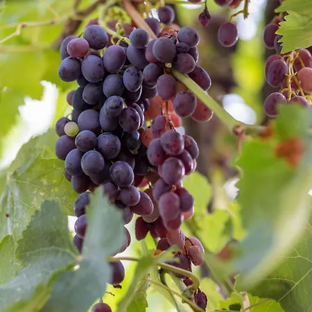 Apartment's Theodoros 公寓