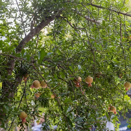 Apartment's Theodoros 公寓 *